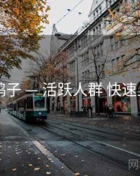 电鸽子 — 活跃人群 快速上手
